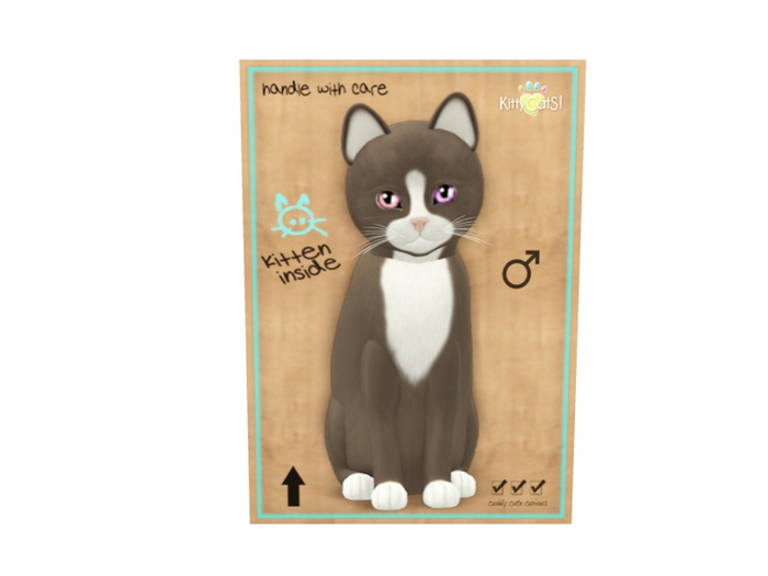 KittyCatS Male - Chateau Tawny & White Normal Size