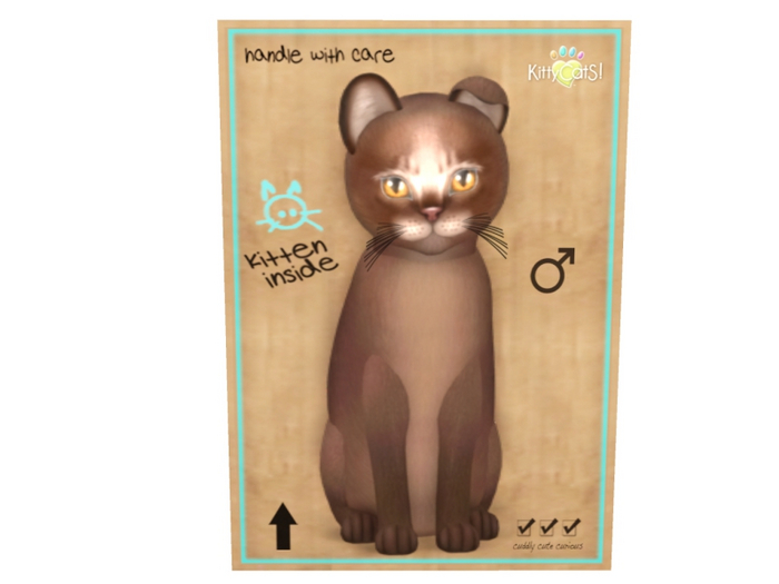 KittyCatS Male - Abyssinian Dark Chocolate Normal Size