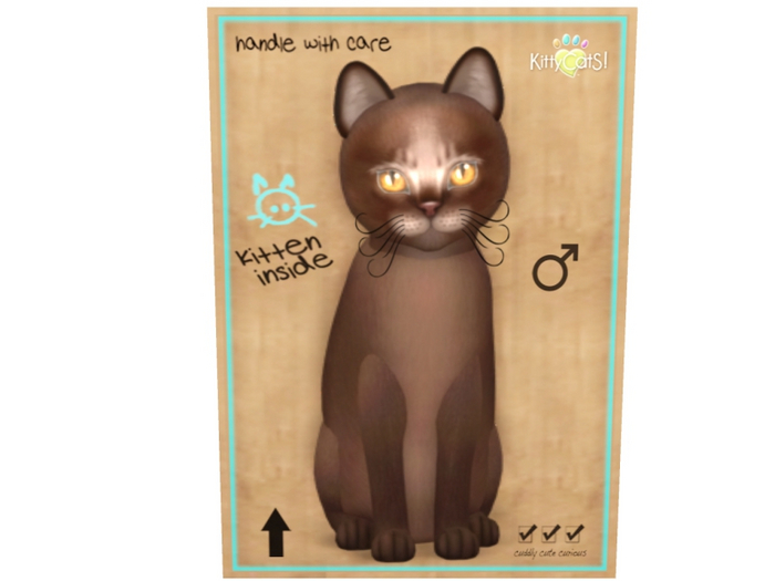 KittyCatS Male - Abyssinian Dark Chocolate Normal Size