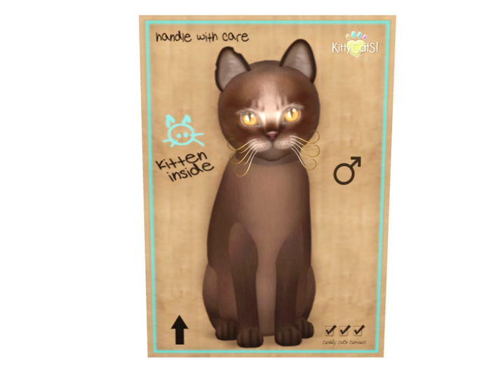 KittyCatS Male - Abyssinian Dark Chocolate Normal Size