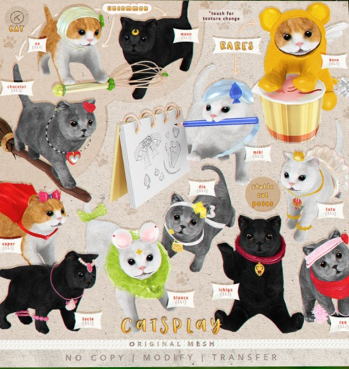 kotte - cat catsplay - chocolat UNCOMMON