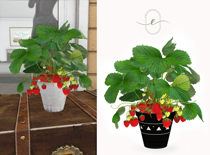 Enchanted - Strawberry Plant - Red