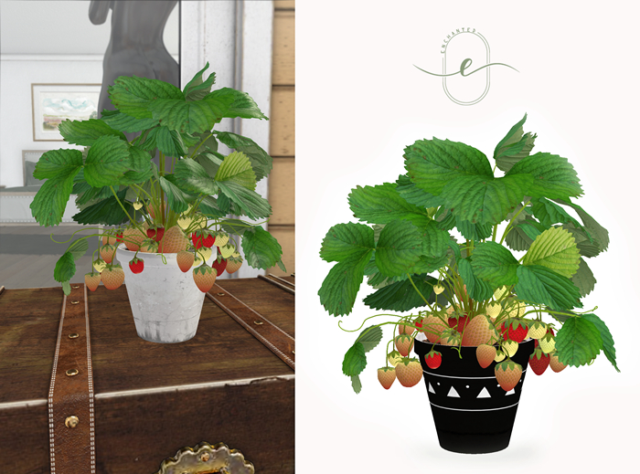 Enchanted - Strawberry Plant - Half Ripe