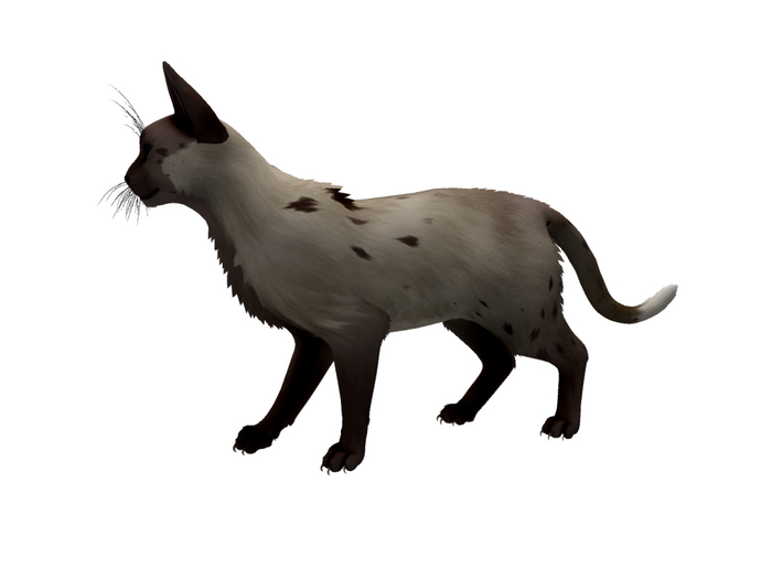 TWI WildCat - Siamese