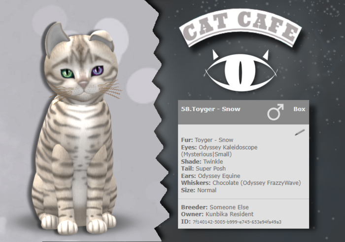 KittyCatS - Toyger - Snow (Boy)