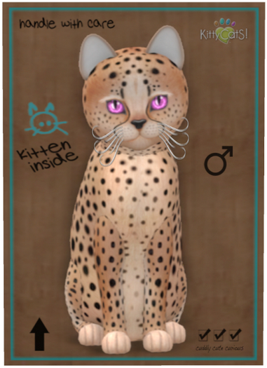 KittyCatS Box - Cheetah! - Au Natural