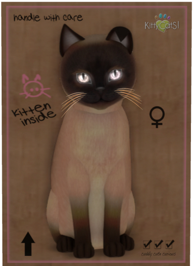 KittyCatS Box - Tonkinese - Champagne