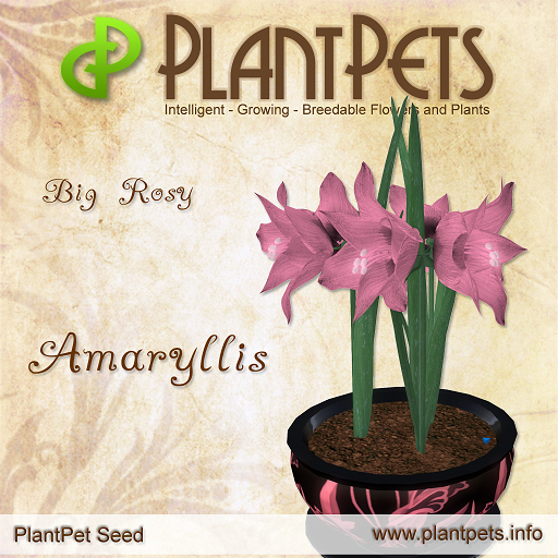 PlantPet Seed [Amaryllis *Big Rosy*]