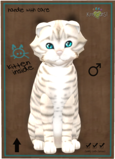 KittyCatS Box - Toyger - Snow
