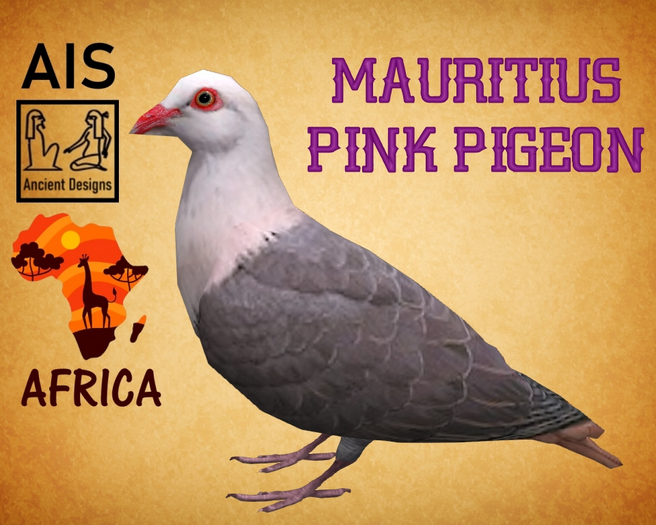 Mauritius Pink Pigeon