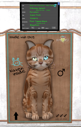 KittyCatS Box - New Born Kitten ♂ MEGAPUSS 9+1 Trait Count!