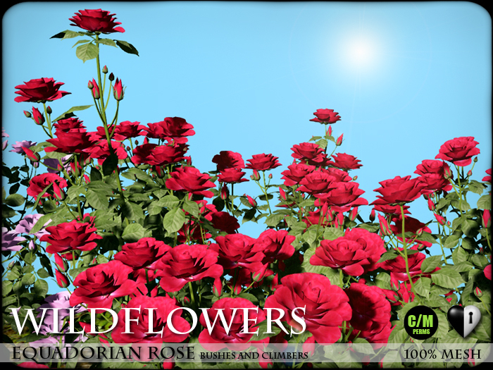 Red Roses - Ecuadorian Roses - Garden Flowers