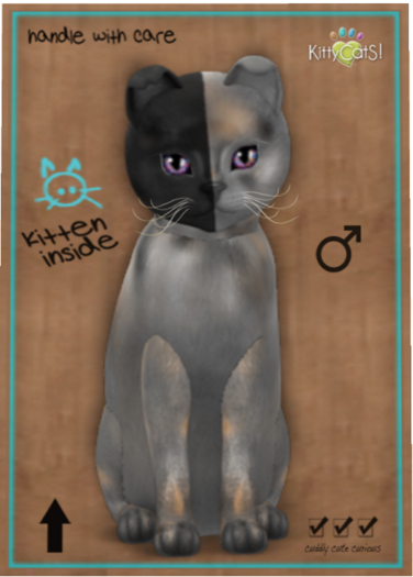 KittyCatS Box - Chimera - Washed Tortie