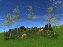 RW - Spring Summer birches rock border with deer *Inala* c/m