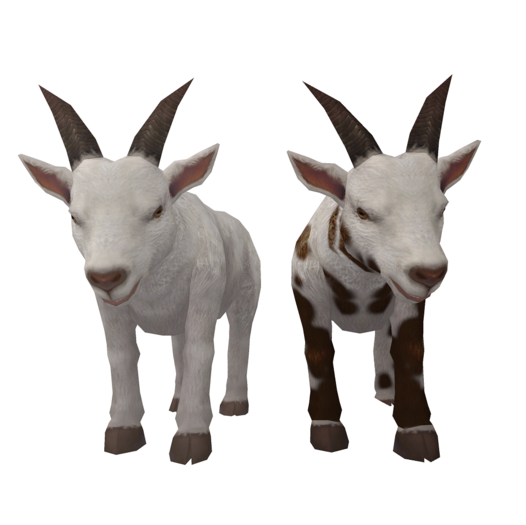 DFS Goat Barbari Female & Male (2 items)