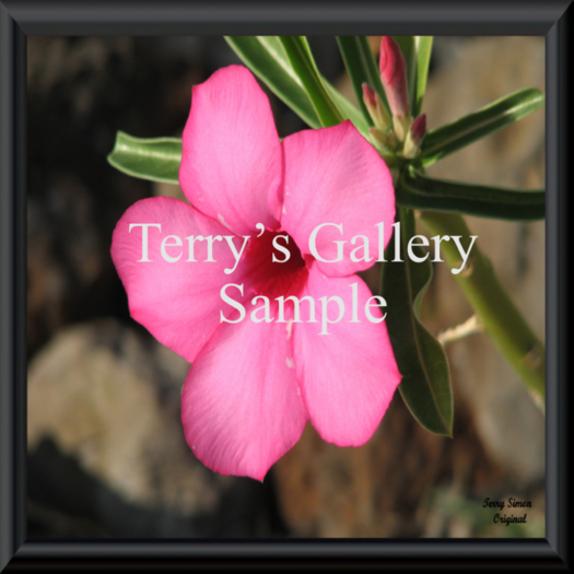 *a single pink flower