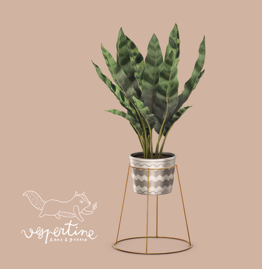 {vespertine}- calathea potted plant