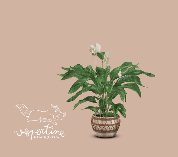 {vespertine}- peace lily plant 