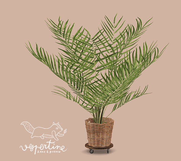 {vespertine}- parlour palm