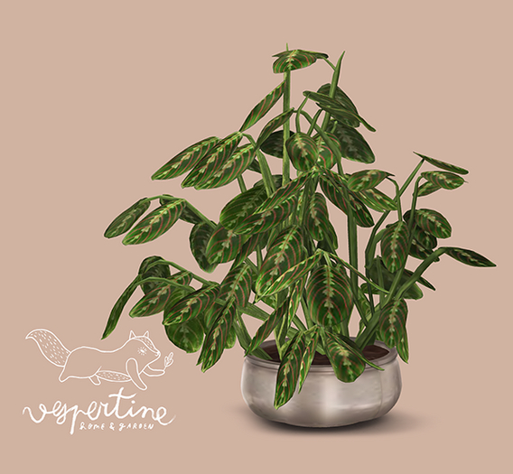 {vespertine}- oversized maranta plant