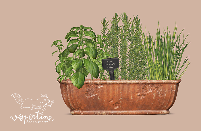 {vespertine} - potted herb set mix 1 