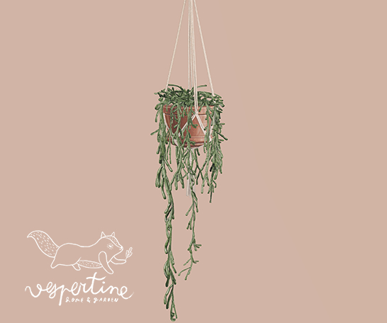 {vespertine} hanging succulents. - mistletoe cactus 