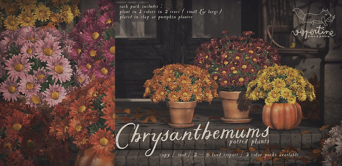 {vespertine} potted chrysanthemums  FATPACK bx.
