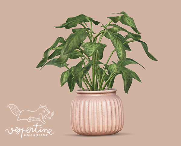 {vespertine} - arrowhead plant.