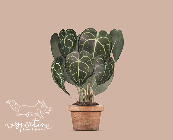 {vespertine} -potted anthurium.