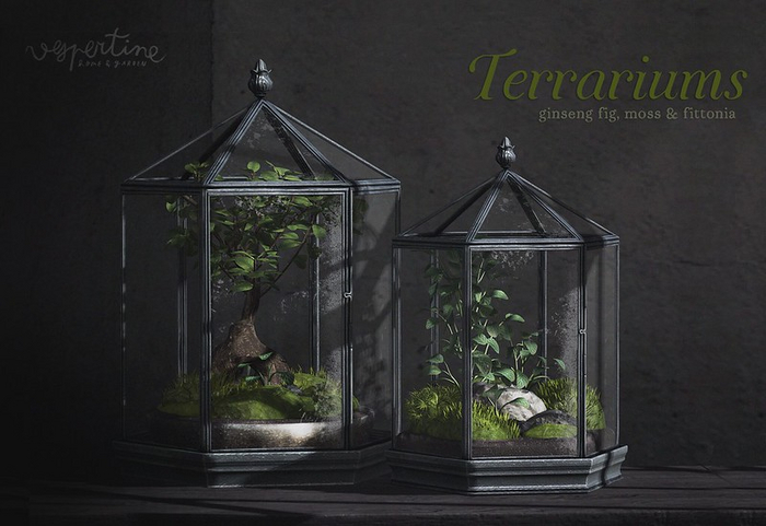 {vespertine} - fittonia & moss terrarium.