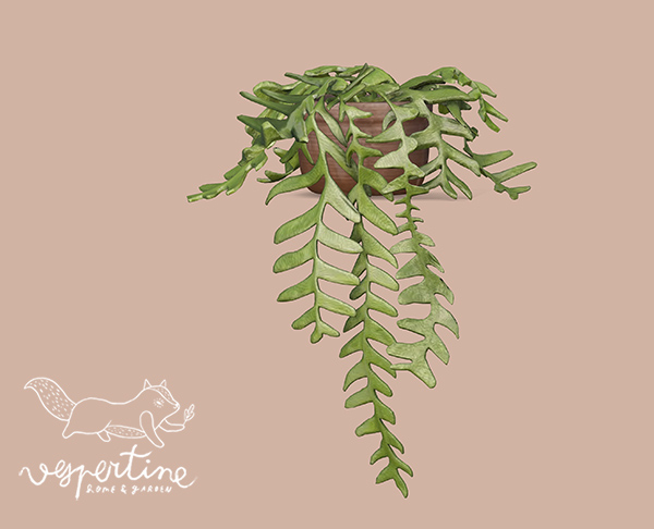 {vespertine} -fern leaf cactus 