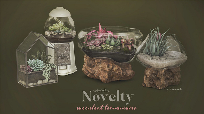 {vespertine} - novelty succulent terrariums FATPACK