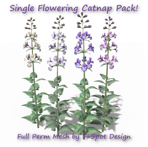 T-Spot Mesh - Single Flowering Catnip Pack - FP -LI=0.5