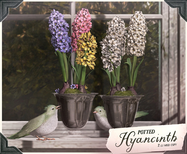 {vespertine} - potted hyacinth centerpiece / white 