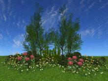 2-PACK   RW - spring summer flower hedge hydrangea 1 *Mangana* c/m