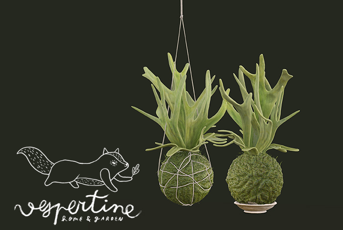 {vespertine} - kokedama / staghorn fern.