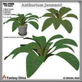 Full Perm Anthurium Jenmanii Plant