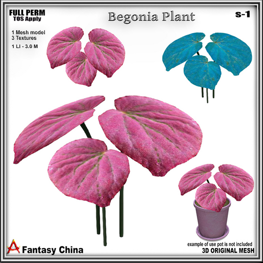 Full Perm Begonia Plant