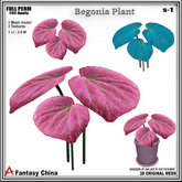 Full Perm Begonia Plant