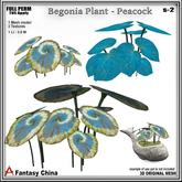 Full Perm Begonia Plant s-2