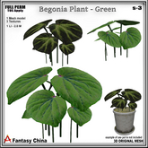 FULL PERM Begonia Plant - Green s-3