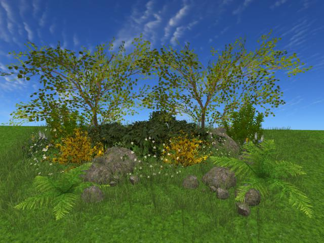 RW - Summer Spring Hazel Fern Shrub rock border *Kuparr* c/m