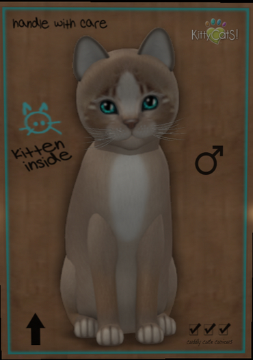 KittyCatS Box - New Born Kitten