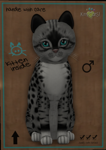 KittyCatS Box - New Born Kitten