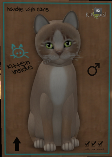 KittyCatS Box - New Born Kitten