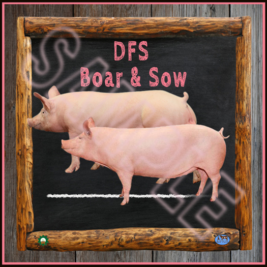 TEXTURE - DFS Boar & Sow (Full Perm)