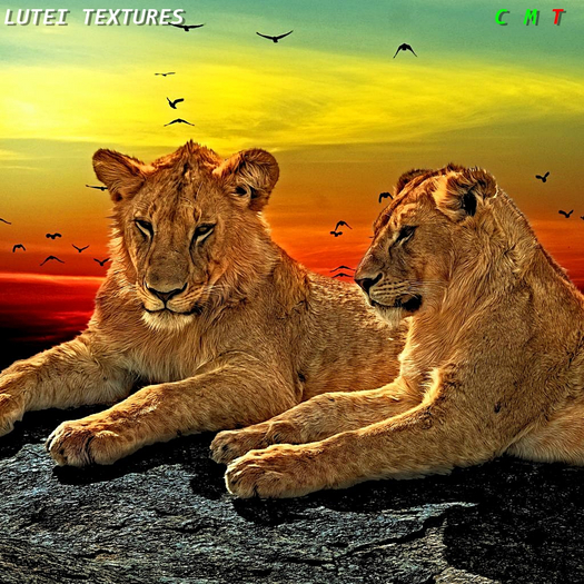 [LUTEI] Couple Tigers