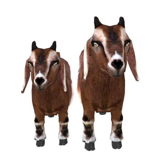 DFS Goat Pygmy Male & Female (2 items)