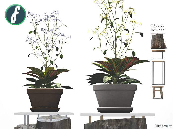 friller Ferns & Pieris Plant [7 pot & 6 plant textures]