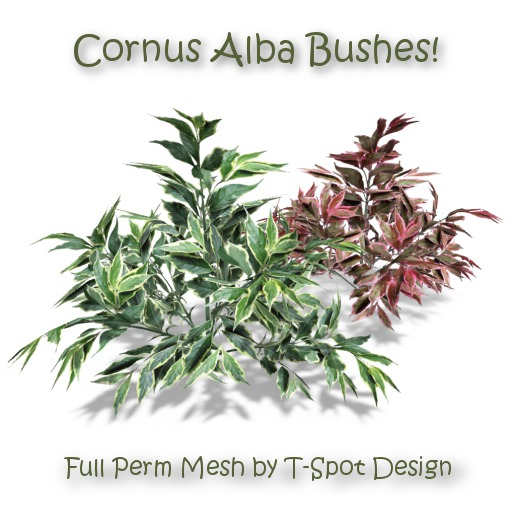 T-Spot Mesh - Cornus Alba Bush - Full Perm - LI=1.4